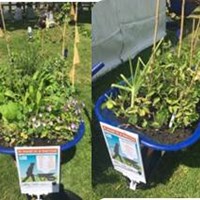 Grow Your Own Grub competition Grow Your Own Grub wheelbarrows