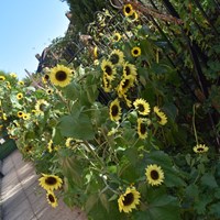 Grow Your Own Grub 2018 - 9 Sunflowers in a vegetable garden