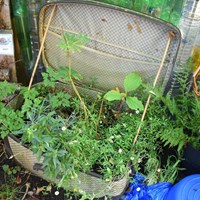 Grow Your Own Grub 2018 - 11 Plants growing out of an old suitcase in a school vegetable garden