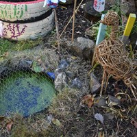 Grow Your Own Grub 2018 - 12 Pond in a school vegetable garden