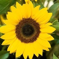 Bright yellow sunflower