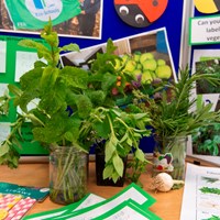 Eco-Schools Celebration  