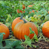 Pumpkins growing in a field