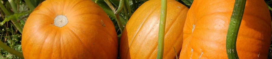 Pumpkins growing in a vegable garden