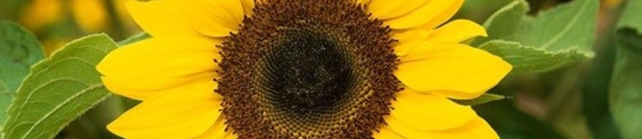 Sunflower extranet.jpg